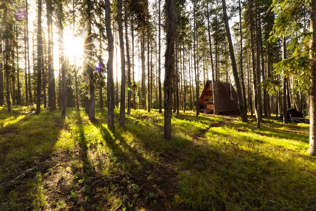 A-frame cabin glimpsed among tall pines with sunrise streaming through the trees